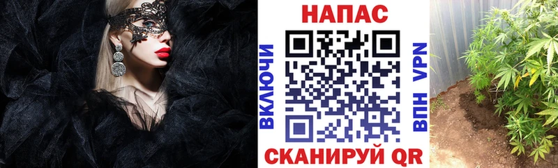 Конопля конопля Дагестанские Огни